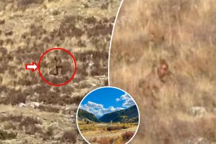 Colorado railroad customers claim to have seen Bigfoot on the side of a train.