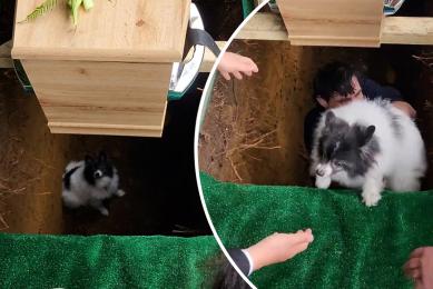 Playing dead: Dog delays burial by falling into grave