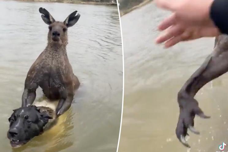 Footage captured the wild and ridiculous moment that an Australian ex-cop and martial arts enthusiast named Mick Moloney punched a "7 foot tall" kangaroo that was drowning his dog, kicking off a wild interspecies brawl.