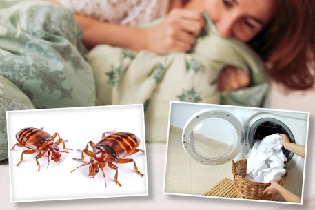 Since extreme temperatures are the best way to kill bedbugs, properly washing clothing and bedding is key. French officials have been warning of a bedbug outbreak amid Paris fashion week.