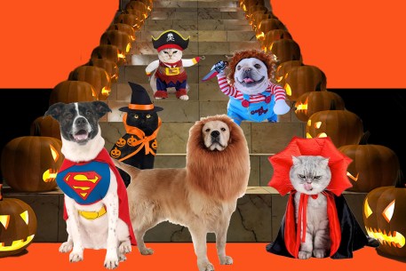 Dogs and cats wearing halloween costumes standing next to carved pumpkins